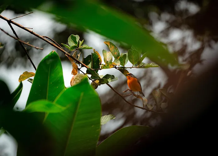 Kebun Kita * Padangan (Bali)